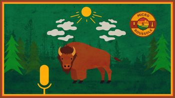 Les bisons d'Earlton, ces géants du Nord