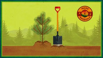 La plantation d'arbres, les racines de l'économie de Hearst